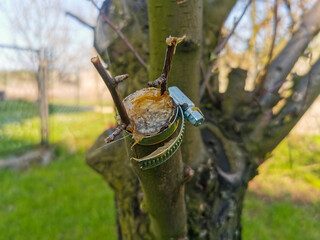 Grafting apple trees, apple tree before blossom, naked tree branches with small flowers and leaves