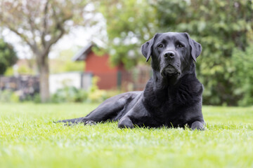 Front view of a black, senior labrador retriever dog looking at the camera and resting on green grass of a garden lawn
