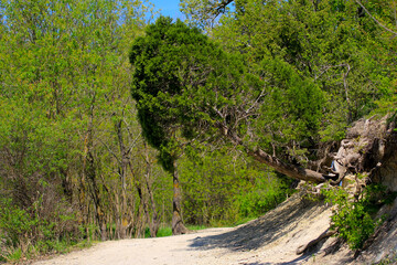 A green tree hangs over the mountain path and casts a large shadow.