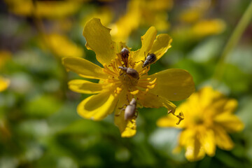insects eat a fresh spring flower. blurred background, selective focus, blurred background