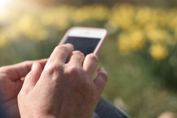 Woman's hands using moble phone with spring daffodills field in the background