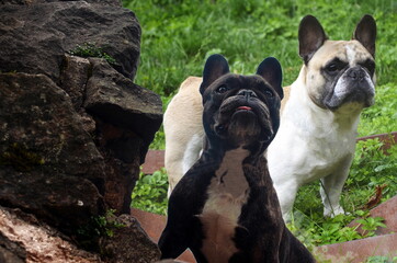 Bullys, Frenchies, franz&ouml;sische Bulldogge, R&uuml;de, H&uuml;ndin,zusammen