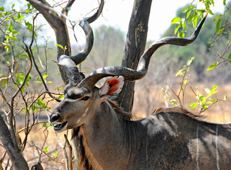 Kudu with imposing horns in the bush