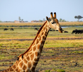 Impressive giraffe in the African savannah