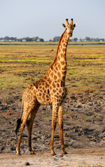 Naklejka na ściany i meble Impressive giraffe in the African savannah