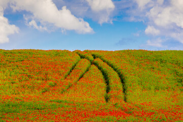 Feld mit Klatschmohn und Fahrzeugspuren vor blauem Himmel