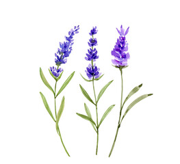 set of watercolor illustrations of purple lavender flowers on a white background. hand-painted for weddings and invitations.