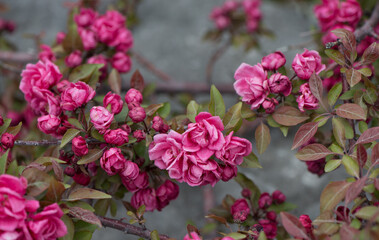 Fototapeta premium deep pink crab apple tree blossoms (rosettes) on grey