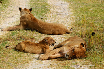 Two lionesses with cubs in complete relaxation in the Chobe N.P. in Botswana.