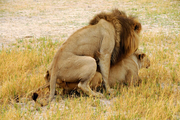  In the Chobe reserve a couple of lions particularly in love think of extending the family regardless of the curious looks of tourists