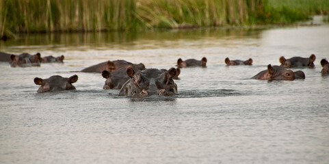 Group of hippos emerge from the water of the swamp
