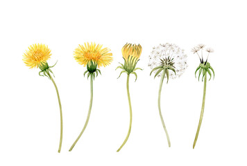 set of watercolor illustrations of yellow meadow flowers dandelion on a white background. hand painted for design and invitations. - 433137162