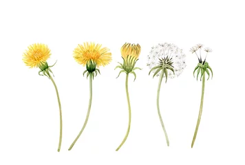 Fotobehang set of watercolor illustrations of yellow meadow flowers dandelion on a white background. hand painted for design and invitations. © Lana