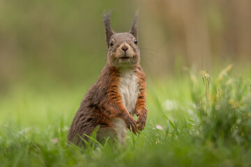 rotes Eichhörnchen im Gras
