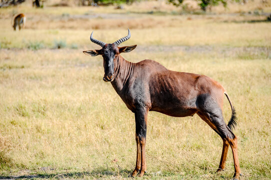 Antelope tsessebe posing statues in the savannah