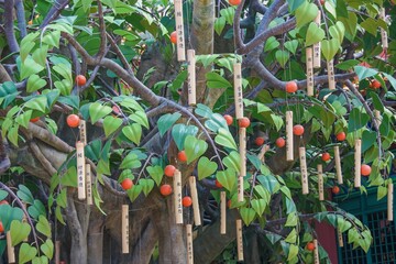 Bamboo tubes and orange fruits hanging on symbolic Bodhi Wisdom Tree or Tree of Awakening near Bodhi Wishing Shrine at Ngong Ping 360 Village,Lantau,Hong Kong