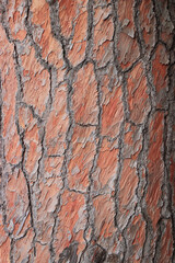 tree bark lumber timber background texture surface backdrop