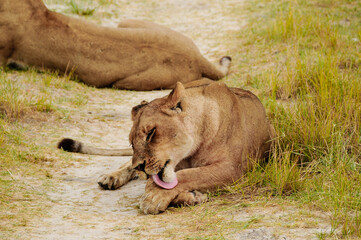 A lioness licks her fur in Chobe National park in Botswana
 - obrazy, fototapety, plakaty