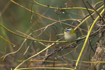 Common Firecrest (Regulus ignicapilla) perched on a twig of Willow