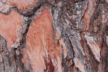 tree bark lumber timber background texture surface backdrop