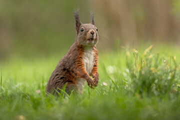 rotes Eichhörnchen im Gras