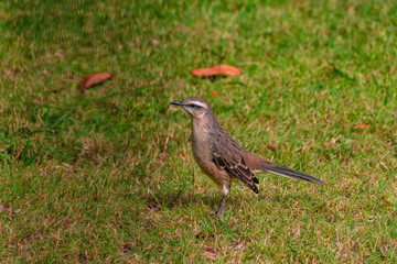 Calandria el césped.Canelones, Uruguay