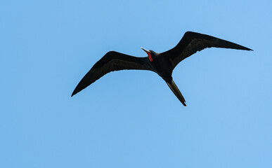 Fregata magnificens - Fragata