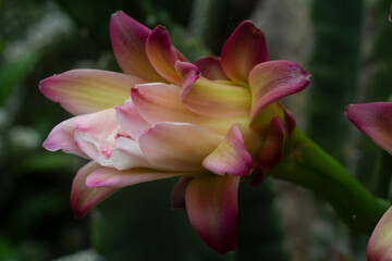 macro Schlumbergera, Christmas cactus