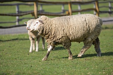 Ile de France sheep on farm