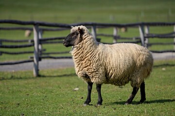 une race de mouton clun forest