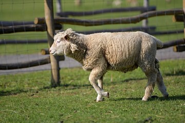 Ile de France sheep on farm