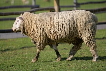 Ile de France sheep on farm