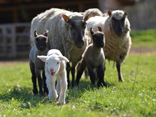 une race de mouton clun forest