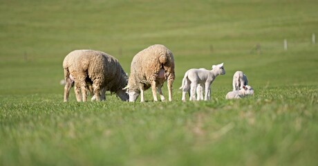 lambs on grass, ile de france sheep