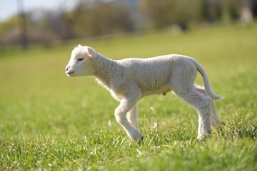 Obraz premium lambs on grass, ile de france sheep