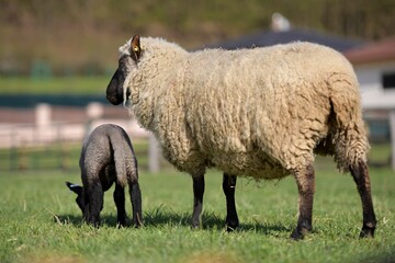 Fototapeta premium Agneau avec mouton