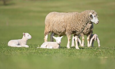 lambs on grass, ile de france sheep