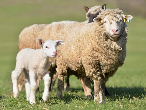 lambs on grass, ile de france sheep