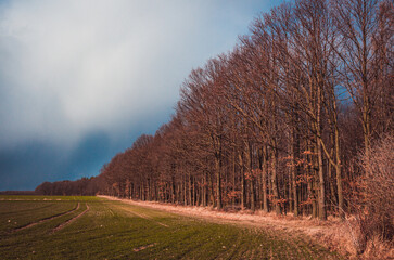 forest by the field at sunset