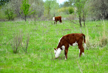 Livestock calf in the meadow selective focus
