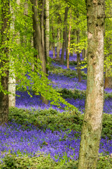 Carpet of bluebells growing in the wild on the forest floor under beech trees in springtime in Dockey Woods, Buckinghamshire UK. 