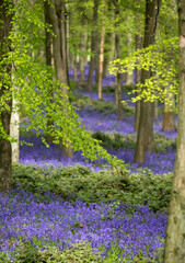 Carpet of bluebells growing in the wild on the forest floor in springtime in Dockey Woods, Buckinghamshire UK. 