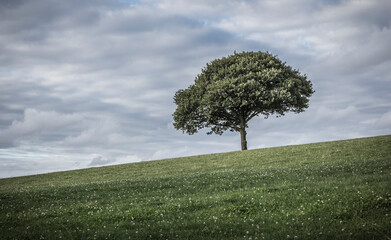 single tree on the horizon