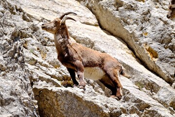 Bouquetin