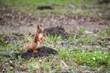 Naklejka na ściany i meble Curious squirrel in the city park at spring