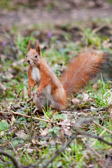 Naklejka na ściany i meble agile squirrel with a fluffy tail in the spring forest