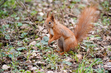 Naklejka na ściany i meble red wary squirrel in the spring park