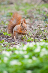 Naklejka na ściany i meble young squirrel with a fluffy tail gnaws nuts in the grass