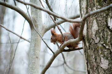 Fototapeta na wymiar squirrel sitting on tree branches, gnawing a nut in the park