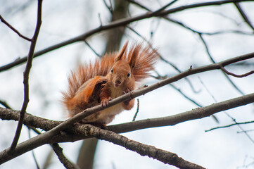 squirrel sitting on tree branches, gnawing a nut in the park, bottom view